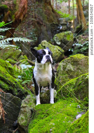 Mighty, a Boston terrier, gazes at the mountain stream on the rocky shore of the valley in Yuzu no Sato, Moroyama Town. 108634867