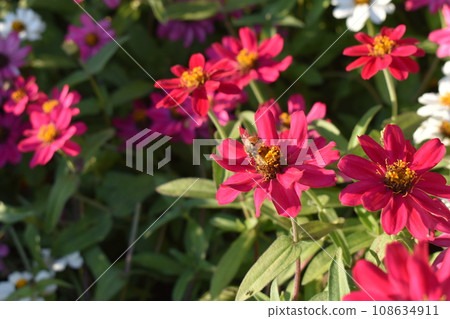 紅色的花和蜜蜂 108634911