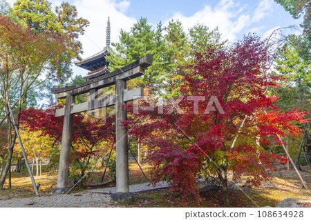 Ninnaji Temple, stone torii gate and five-storied pagoda on the approach to Kusho Myojin Shrine, autumn leaves season 108634928