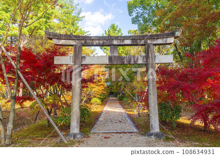 Ninnaji Kusho Myojin Stone Torii Shrine Autumn leaves on the approach to the worship hall 108634931