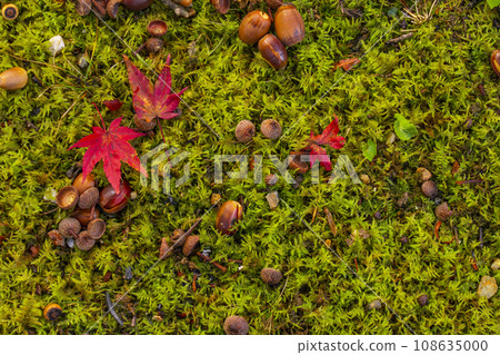 Ninnaji Temple - Autumn Visit (Ukyo Ward, Kyoto City) 108635000