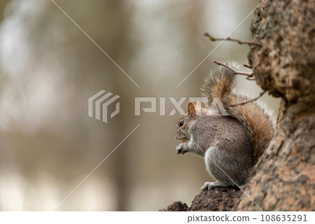 Playful grey squirrel Playful grey squirrel 108635291