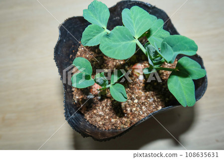 Germination of peas 108635631