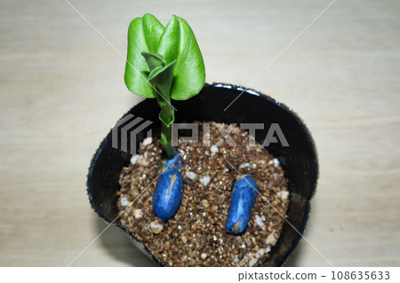 Broad bean germination 108635633