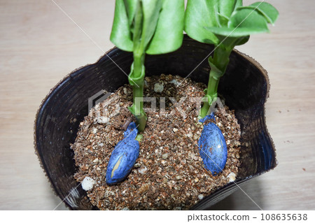 Broad bean germination Broad bean germination 108635638