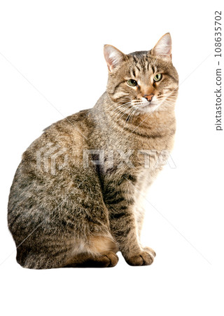 Cat on white 108635702