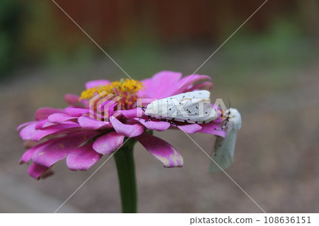 Salt Marsh Moth on Pink Zinnia Flower. Estigmene acrea Rural East Texas 108636151