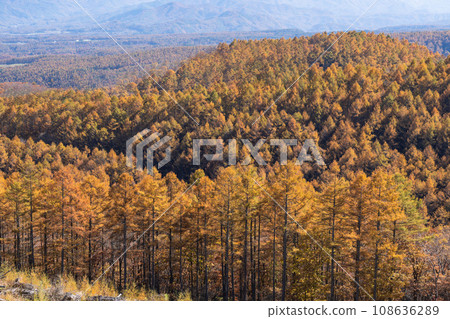 黃落葉松林 108636289