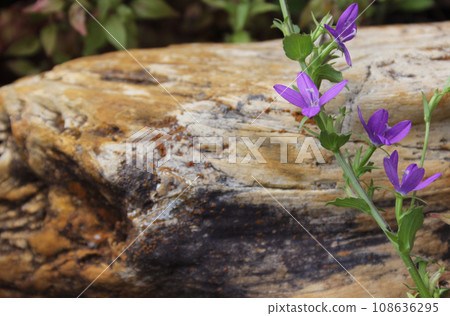 Purple Wildflowers Growing Near Large Petrified Wood Stone in Rural Texas Purple Wildflowers Growing Near Large Petrified Wood Stone in Rural Texas 108636295