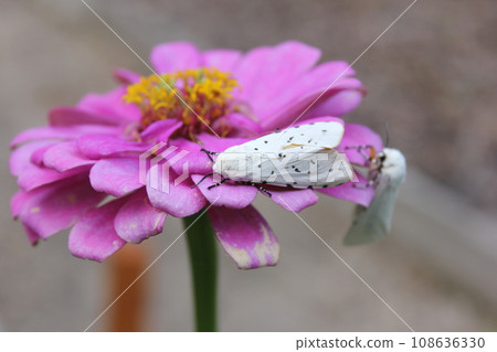Salt Marsh Moth on Pink Zinnia Flower. Estigmene acrea Rural East Texas Salt Marsh Moth on Pink Zinnia Flower. Estigmene acrea Rural East Texas 108636330