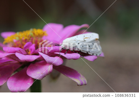 Salt Marsh Moth on Pink Zinnia Flower. Estigmene acrea Rural East Texas 108636331
