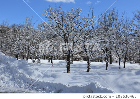 公園因大雪關閉 108636463