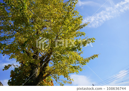 藍天和銀杏樹 藍天和銀杏樹 108636744