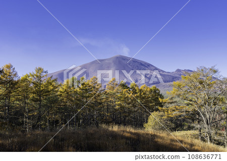 彩色落葉松、淺間山、藍天 彩色落葉松、淺間山、藍天 108636771