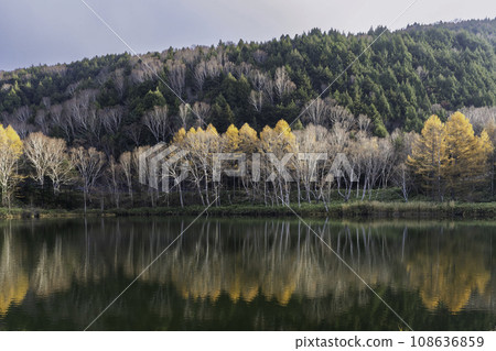 Autumn highland scenery - autumn leaves of larch reflected on the water surface Autumn highland scenery - autumn leaves of larch reflected on the water surface 108636859