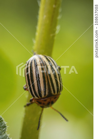 Colorado potato beetle on potato sprouts Colorado potato beetle on potato sprouts 108637088