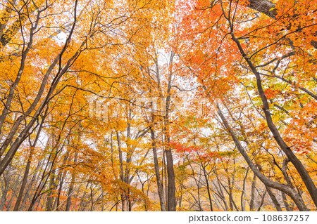 Autumn highland scenery, colorful autumn leaves Autumn highland scenery, colorful autumn leaves 108637257