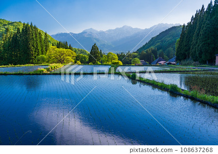 (Nagano Prefecture) Hakuba village, Aoni village rice terraces and the Northern Alps with lingering snow, afternoon (Nagano Prefecture) Hakuba village, Aoni village rice terraces and the Northern Alps with lingering snow, afternoon 108637268