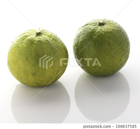 來自和歌山縣北山村的幻果 Jabara,白色背景 來自和歌山縣北山村的幻果 Jabara,白色背景 108637585