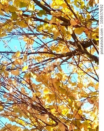 Yellow-leaved maple Yellow-leaved maple 108637692
