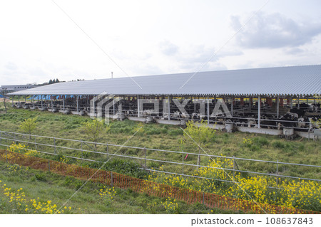 Dairy cow barn, dairy cow, livestock, livestock, business, cow, milk, milk, raw milk, pasture, pasture, breeding Dairy cow barn, dairy cow, livestock, livestock, business, cow, milk, milk, raw milk, pasture, pasture, breeding 108637843