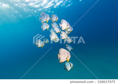 Blue sea and fish Blue sea and fish 108637975