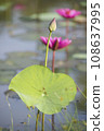 Nature photo film: Lotus flowers. This is beautifull flowers. 108637995