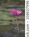 Nature photo film: Lily flowers. This is beautifull flowers. 108637996