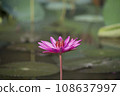 Nature photo film: Lily flowers. This is beautifull flowers. 108637997