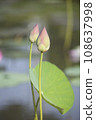 Nature photo film: Lotus flowers. This is beautifull flowers. 108637998