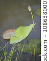 Nature photo film: Lotus flowers. This is beautifull flowers. 108638000