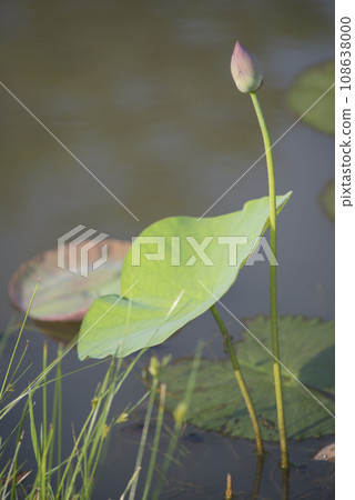 Nature photo film: Lotus flowers. This is beautifull flowers. 108638000