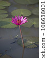 Nature photo film: Lily flowers. This is beautifull flowers. 108638001