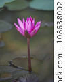 Nature photo film: Lily flowers. This is beautifull flowers. 108638002
