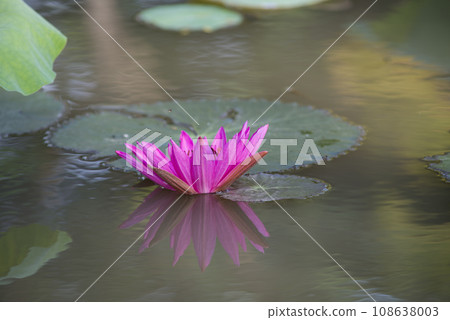 Nature photo film: Lily flowers. This is beautifull flowers. Nature photo film: Lily flowers. This is beautifull flowers. 108638003