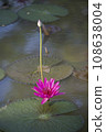 Nature photo film: Lily flowers. This is beautifull flowers. 108638004