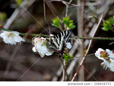 Gifu butterfly sucking nectar from white plum blossoms Gifu butterfly sucking nectar from white plum blossoms 108638731