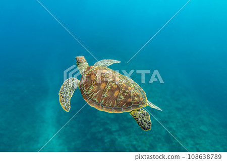 A sea turtle to swim A sea turtle to swim 108638789