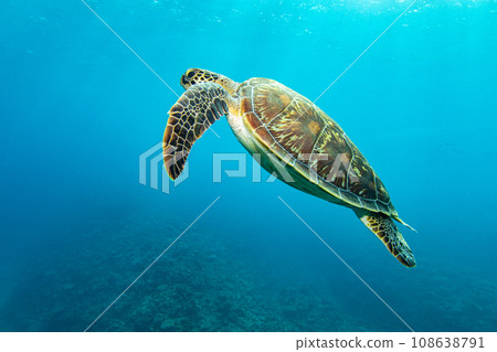 A sea turtle to swim 108638791