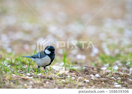 Great tit descending to the ground looking for food Great tit descending to the ground looking for food 108639306