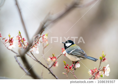 大山雀棲息在李子樹上尋找食物 大山雀棲息在李子樹上尋找食物 108639307
