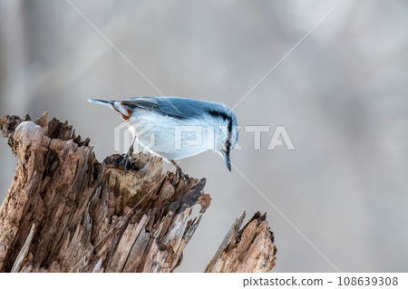 五子雀棲息在枯樹上尋找食物 五子雀棲息在枯樹上尋找食物 108639308