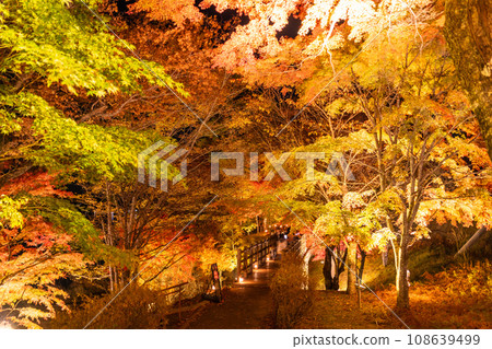 [Yamanashi Prefecture] Lake Yamanaka Autumn Foliage Illumination/Asahigaoka Lakeside Green Park 108639499