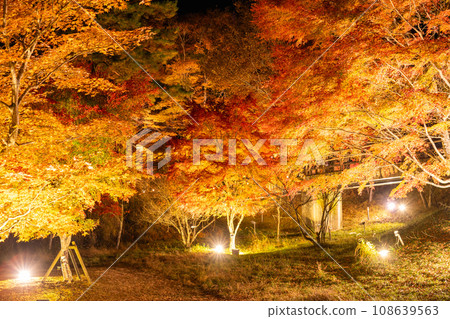 [山梨縣] 山中湖紅葉燈飾/旭丘湖畔綠地公園 108639563