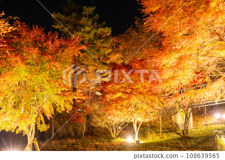 [Yamanashi Prefecture] Lake Yamanaka Autumn Foliage Illumination/Asahigaoka Lakeside Green Park 108639565