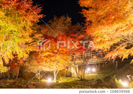 [Yamanashi Prefecture] Lake Yamanaka Autumn Foliage Illumination/Asahigaoka Lakeside Green Park 108639566