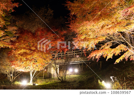 [Yamanashi Prefecture] Lake Yamanaka Autumn Foliage Illumination/Asahigaoka Lakeside Green Park 108639567