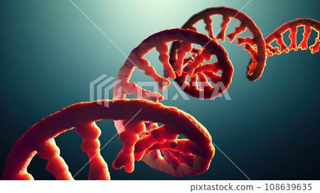 Single-stranded molecule of RNA called messenger ribonucleic acid - 3d illustration Single-stranded molecule of RNA called messenger ribonucleic acid - 3d illustration 108639635