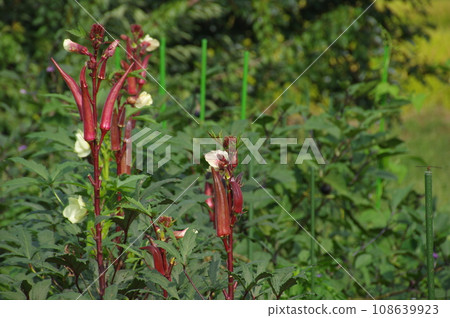 red okra grows in the field red okra grows in the field 108639923