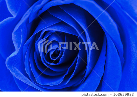 Close up macro blue rose flower. 108639988